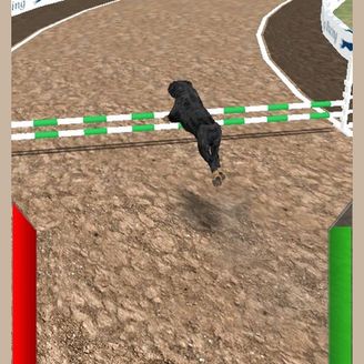 Dog Race - Online Game - Play for Free