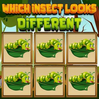 Which Insect Looks Different