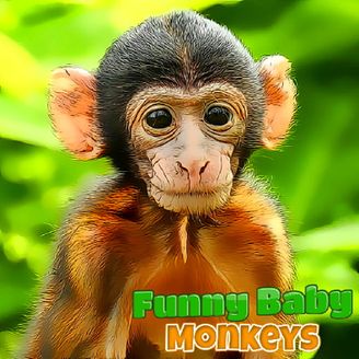 Funny Baby Monkey